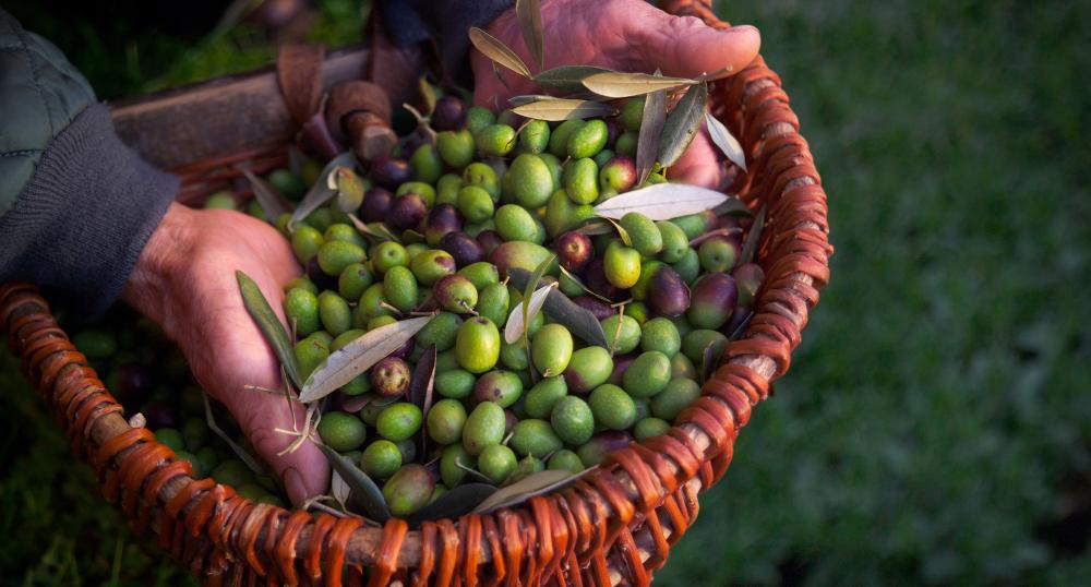 olives naturelles
